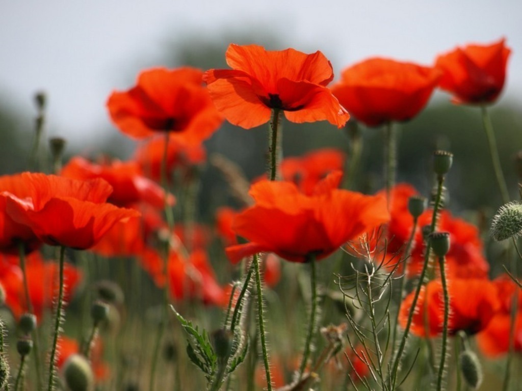 Slideshow image